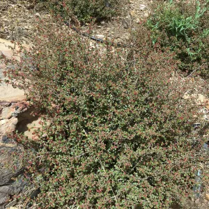 Acalypha californica 16-079 along sourth stairs at Island View Garden