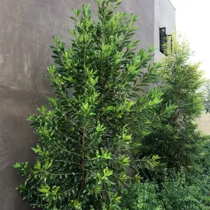 Island View Garden, Lyonothamnus floribundus floribundus on east side of building