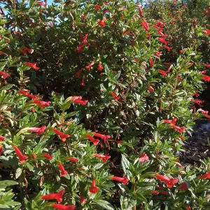 Diplacus parviflorus in the Island View Garden