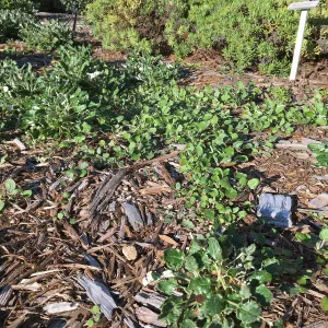 Eriogonum grande rubescens and voluteer seedlings in Island View Garden