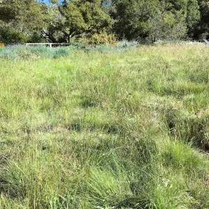 Meadow Revival progress