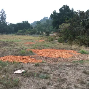 Meadow revival progress, application of sheet mulch