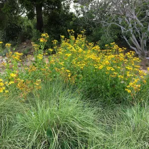 Verbesina hastata on east side of Meadow