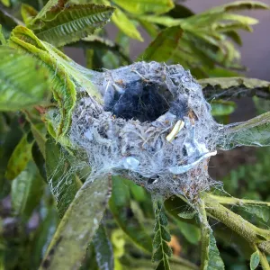 Humming bird nest in Catalina ironwood on east wall of Pritzlaff Conservation Center