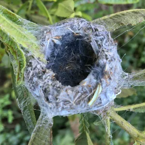 Humming bird nest in Catalina ironwood on east wall of Pritzlaff Conservation Center