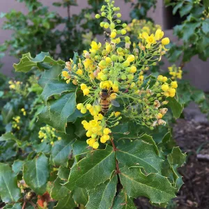 Honey bee on Berberis pinnata insularis at the PCC