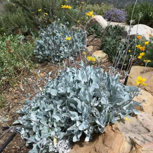 Bahiopsis laciniata (Goldeneye) in Island View Garden