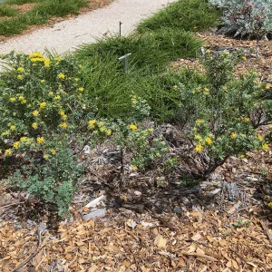Acmispon dendroideus in Island View Garden