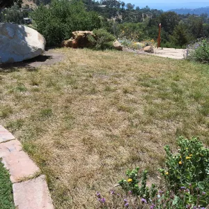 Island View Garden, Carex lawn