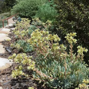 Island View Garden, Dudleya hassei