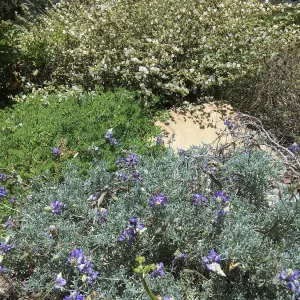 Island View Garden, Lupinus albifrons, Sphaeralcea La Luna