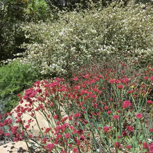 Island View Garden, Eriogonum grande rubescens, Sphaeralcea La Luna