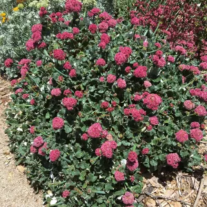 Eriogonum grande rubescens in Island View Garden