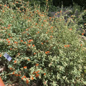 Sphaeralcea fulva in Island Section at Pritzlaff Conservation Center