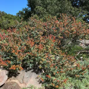 Arctostaphylos Paradise in the Manzanita Section