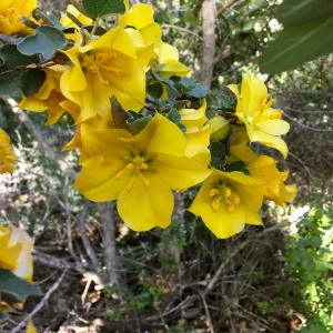 Fremontodendron California Glory on Porter Trail