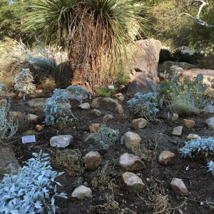 Front of Desert Section during application of new rock mulch