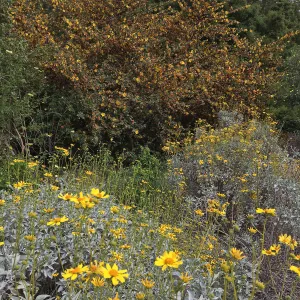 Tunnel Triangle, Encelia farinosa with Fremontodendron fire hybrids