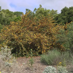 Tunnel Triangle, Fremontodendron fire hybrid