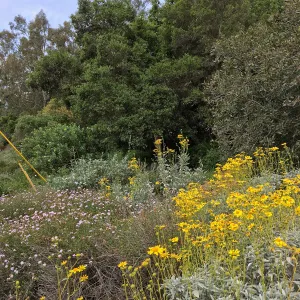 Tunnel Triangle, Encelia farinosa, Verbena Paseo Rancho, Rhamnus, Quercus 