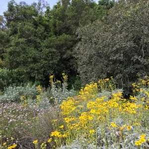 Tunnel Triangle, Encelia farinosa, Verbena Paseo Rancho, Rhamnus, Quercus 