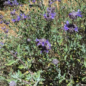 Salvia (Sage) Allen Chickering at Tunnel Triangle