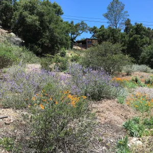 North end on Tunnel Triangle with Salvia (Sage) Allen Chickering