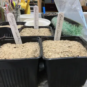 Seed pots in Hort Unit