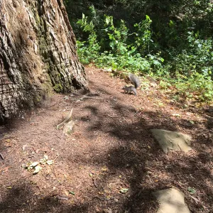 Released orphaned grey squirrel in Redwood section