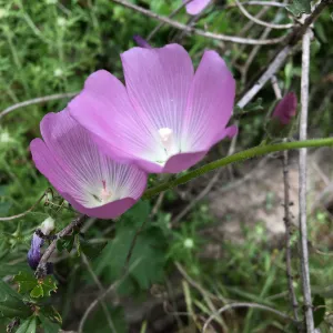 Sidalcea malviflora on Rattlesnake Trail