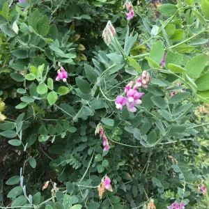 Lathyrus vestitus on Rattlesnake Trail