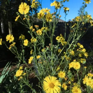Madia elegans in Betsy Collins garden