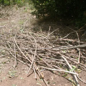 Saplings for construction of the Woodrat House Casita