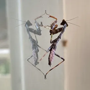 Praying Mantis on Facilities Managers office window