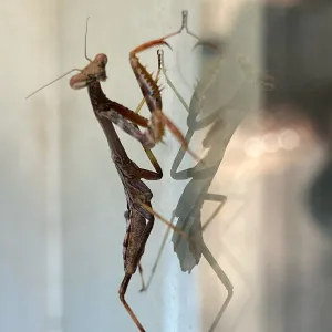 Praying Mantis on Facilities Managers office window