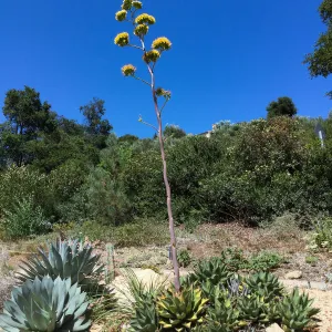 Agave margaritae in the Dudleya Display
