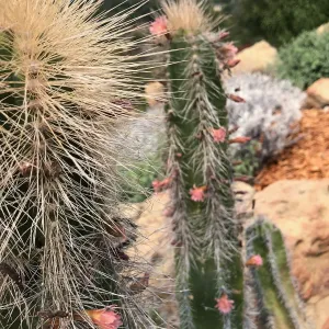 Relocated senita cactus blooms for the first time in the Island View Garden