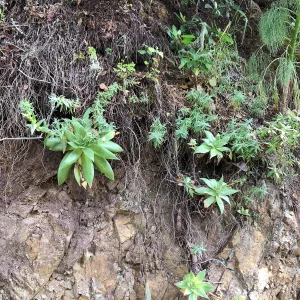 Northern Channel Islands endemic Dudleya candelabrum
