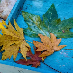 Fall Leaves, SBBG Nursery