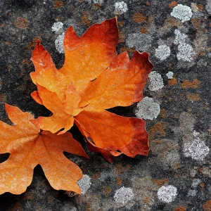 Lichen & Leaves, Arroyo
