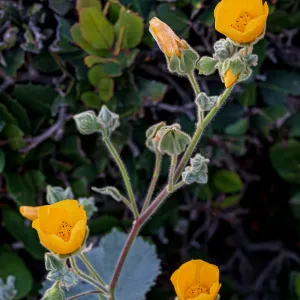 Palmer's Indian Mallow, SBBG Nursery