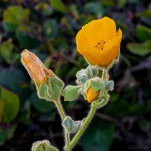 Palmer's Indian Mallow, SBBG Nursery