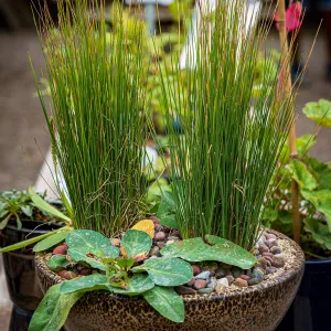 Garden Nursery