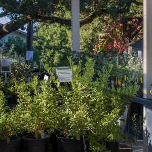 Garden Growers Nursery