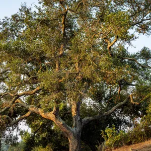 Coast Live Oak on the East Slope