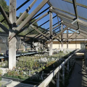 Interior of Liner House at Horticulture Unit, looking northeast