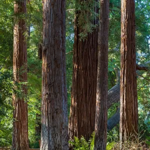 Coast Redwoods