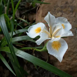 Iris Douglasiana â€˜Canyon Snow'