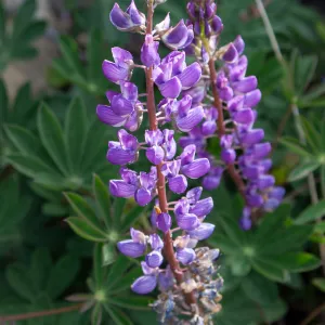 Lupinus latifolius in bloom, East Camino Cielo Rd, Santa Barbara, CA, Thomas Fire Survey - Mapping Recovery project