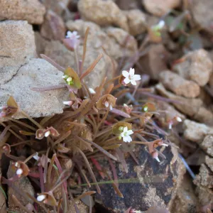 Claytonia species, East Camino Cielo Rd, Santa Barbara, CA, Thomas Fire Survey - Mapping Recovery project